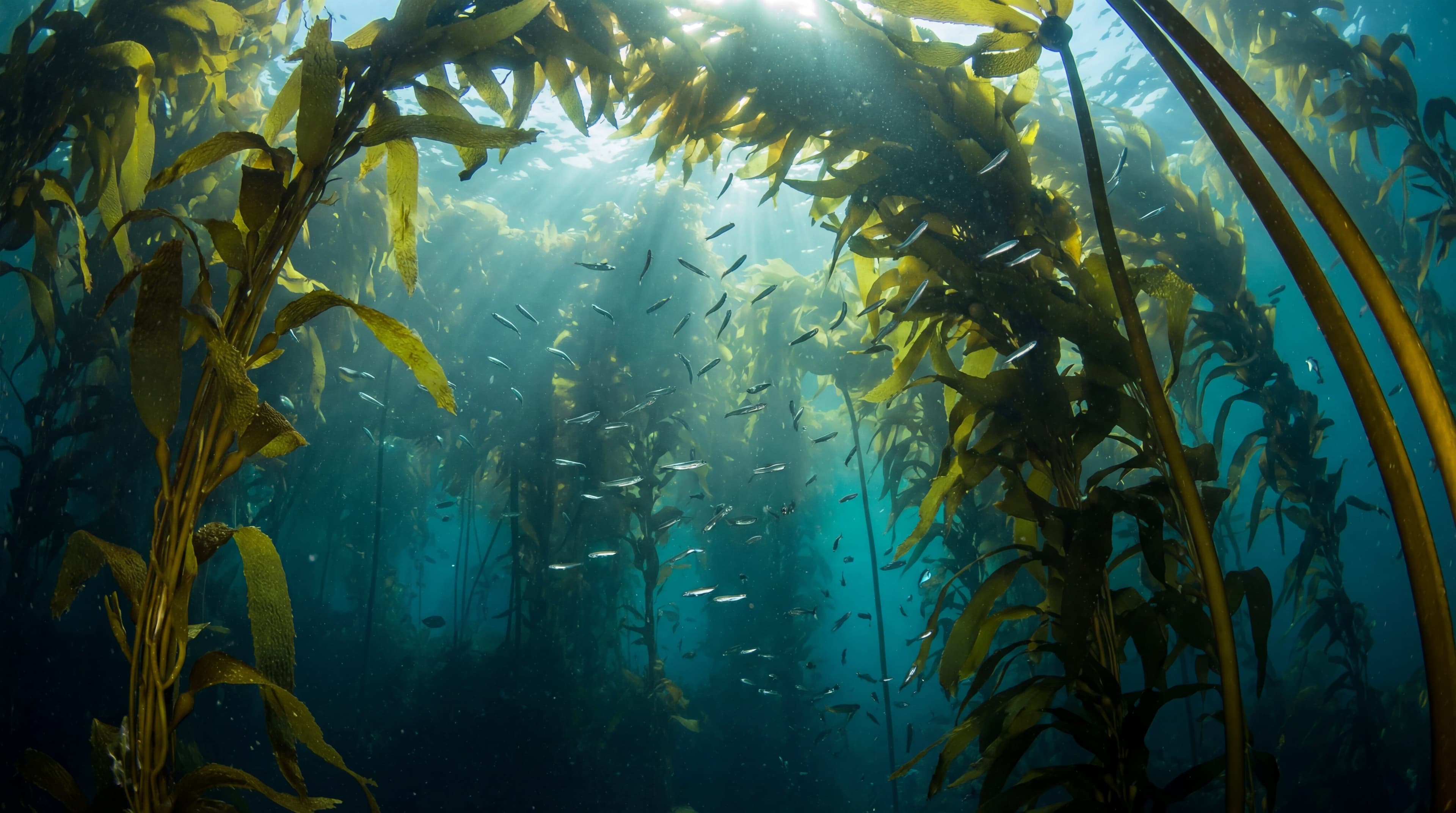 Океан — Фридайвинг в Келповом Лесу 2