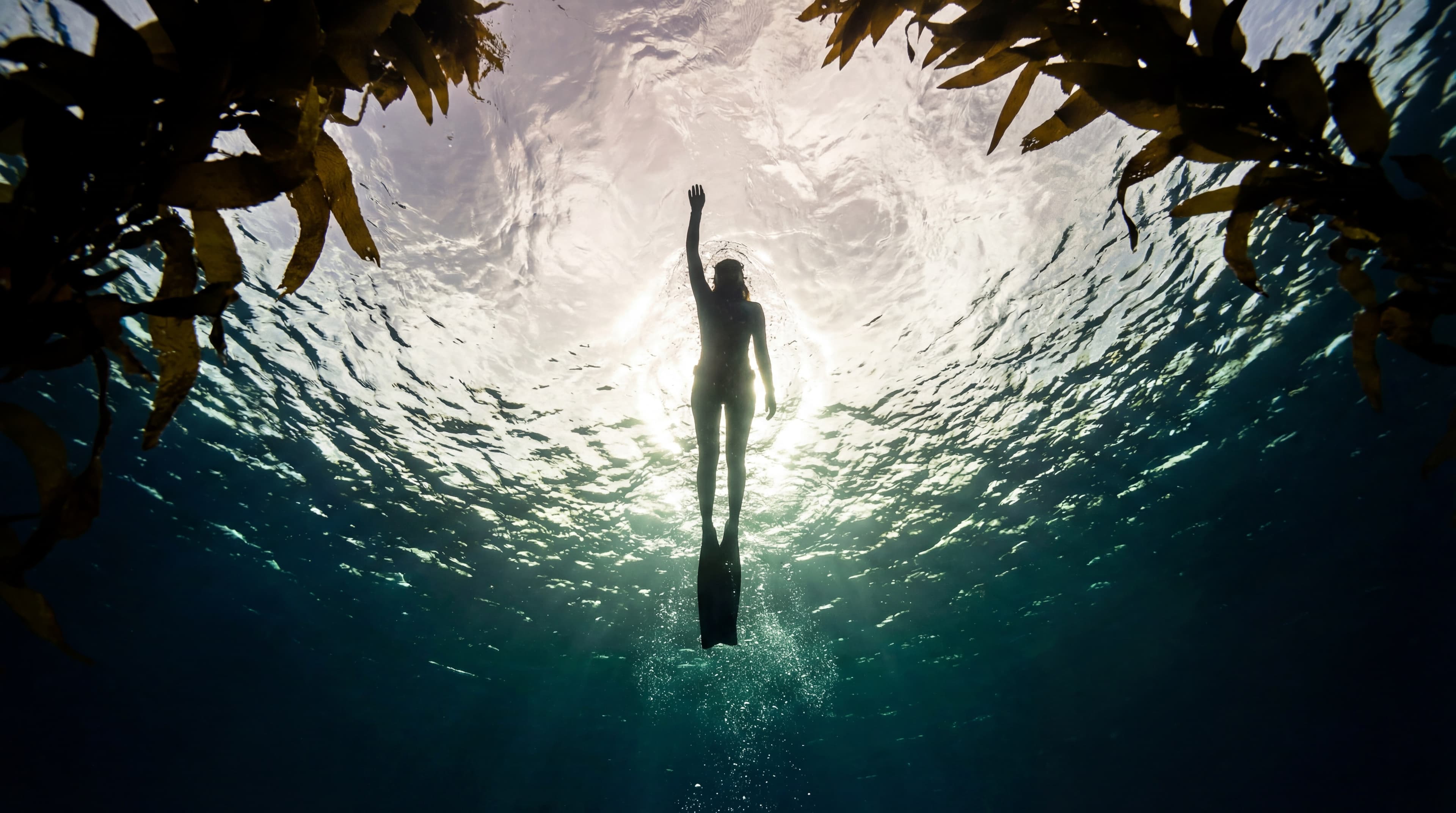 Океан — Фридайвинг в Келповом Лесу 3